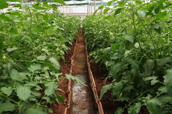 龙葵的简介,属于茄科、茄属草本植物