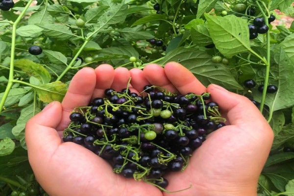 龙葵的简介,属于茄科、茄属草本植物