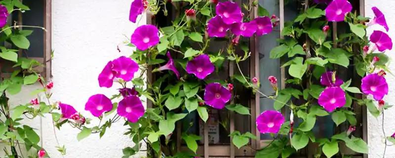 茎的种类，分为缠绕茎、攀援茎等