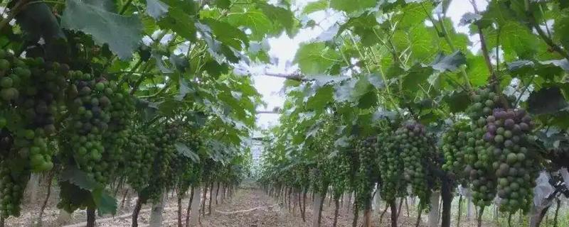 葡萄落花落果如何防治，需及时疏整花序