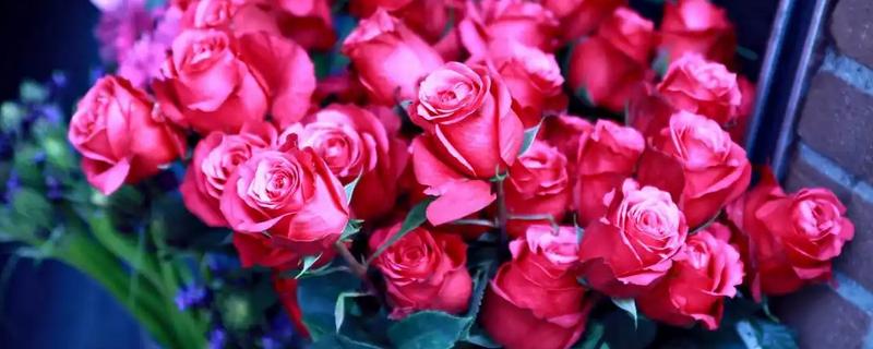 五月份什么花开放，有玫瑰花、槐花等