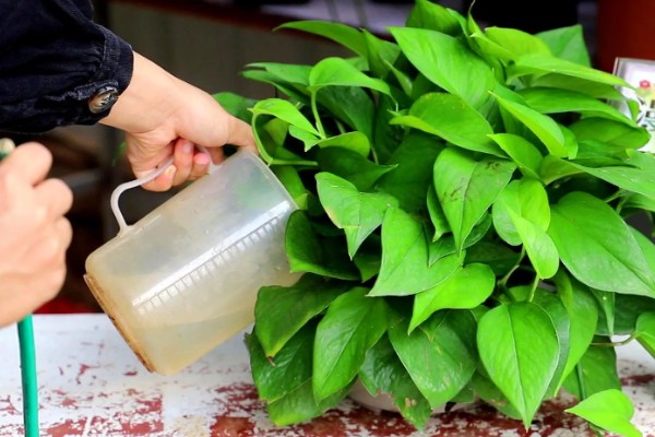 绿箩多久浇水一次,春秋季每隔2-3天浇1次水