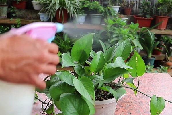 绿箩多久浇水一次,春秋季每隔2-3天浇1次水