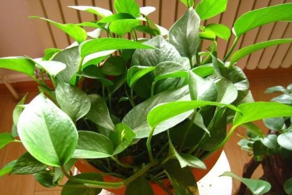 绿箩多久浇水一次,春秋季每隔2-3天浇1次水