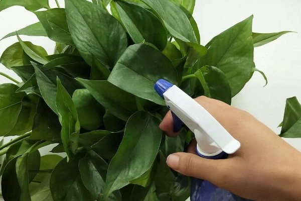 绿箩多久浇水一次,春秋季每隔2-3天浇1次水