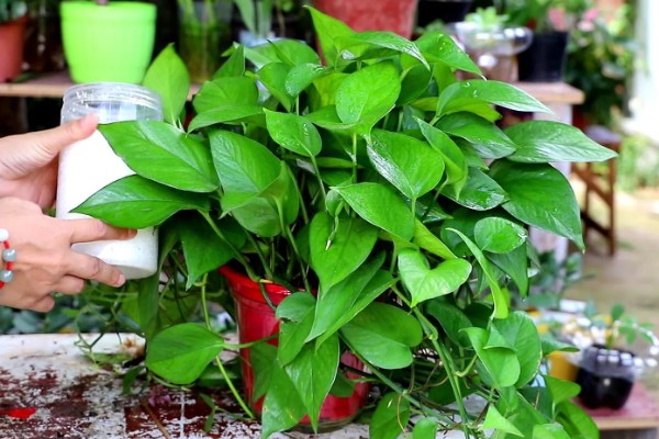 绿箩多久浇水一次,春秋季每隔2-3天浇1次水