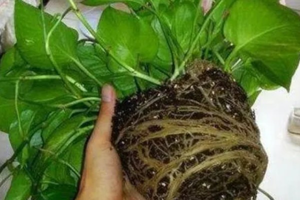 绿箩多久浇水一次,春秋季每隔2-3天浇1次水