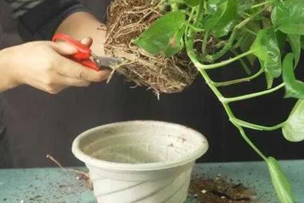 绿箩多久浇水一次,春秋季每隔2-3天浇1次水