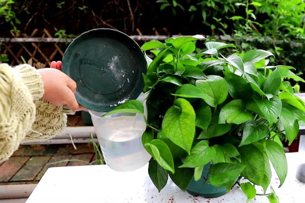 绿箩多久浇水一次,春秋季每隔2-3天浇1次水