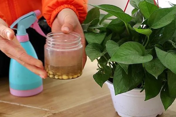 绿箩多久浇水一次,春秋季每隔2-3天浇1次水