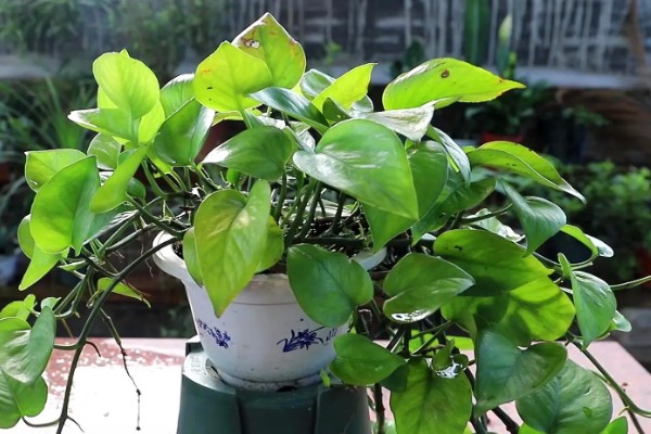 绿箩多久浇水一次,春秋季每隔2-3天浇1次水