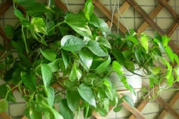 绿箩多久浇水一次,春秋季每隔2-3天浇1次水