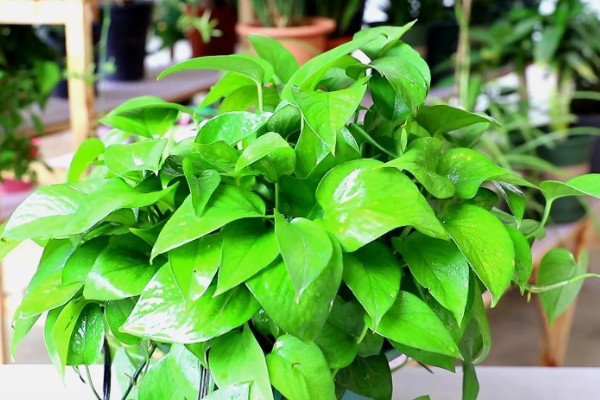 绿箩多久浇水一次,春秋季每隔2-3天浇1次水