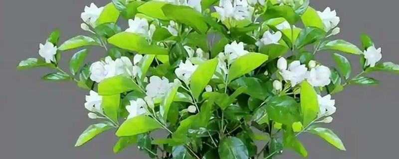 茉莉花冬天怎么养殖,把室温保持在10℃以上