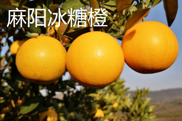 橙子的产地，麻阳、秭归的橙子都比较有名