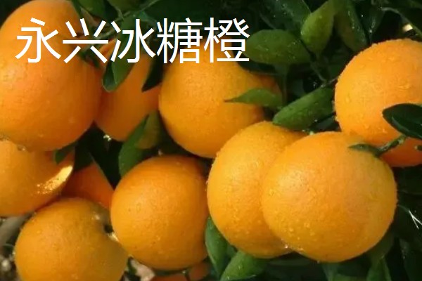 橙子的产地，麻阳、秭归的橙子都比较有名