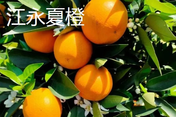 橙子的产地，麻阳、秭归的橙子都比较有名