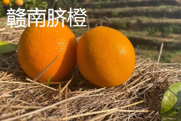 橙子的产地，麻阳、秭归的橙子都比较有名