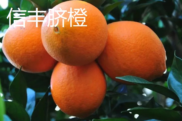 橙子的产地，麻阳、秭归的橙子都比较有名