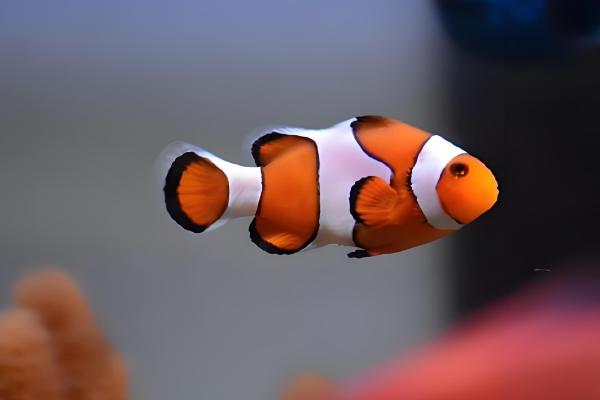 小丑鱼的寿命，在10-12年之间