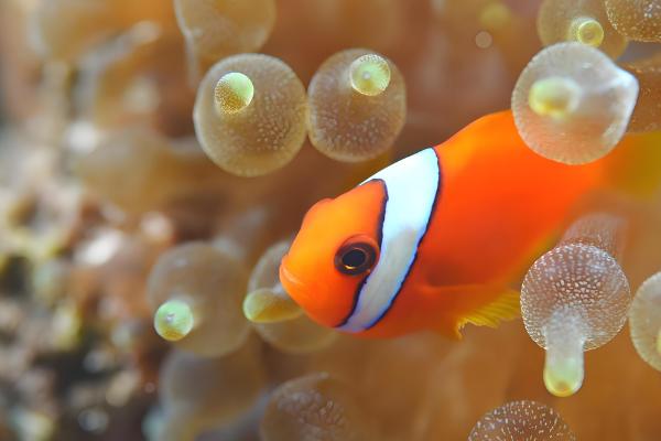 小丑鱼的寿命，在10-12年之间