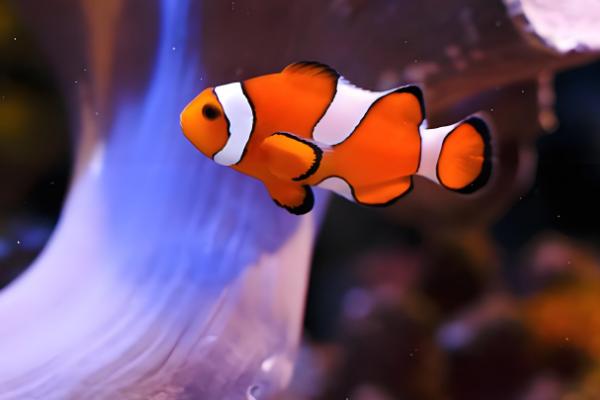 小丑鱼的寿命，在10-12年之间