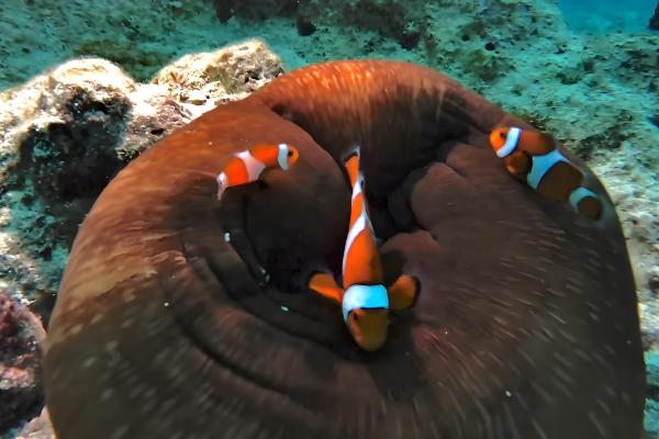 小丑鱼的寿命，在10-12年之间