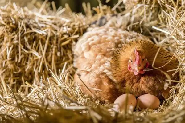 母鸡怎么醒抱,对鸡冠涂抹风油精可快速见效