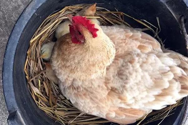 母鸡怎么醒抱,对鸡冠涂抹风油精可快速见效