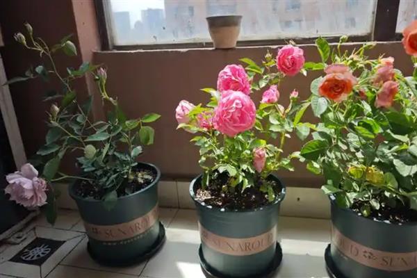 阳台种月季用多大加仑的盆,根据品种以及长势情况决定