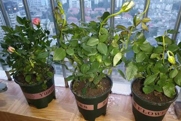阳台种月季用多大加仑的盆,根据品种以及长势情况决定