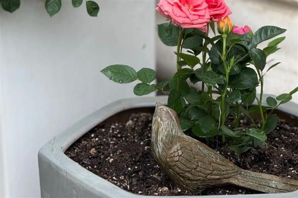阳台种月季用多大加仑的盆,根据品种以及长势情况决定