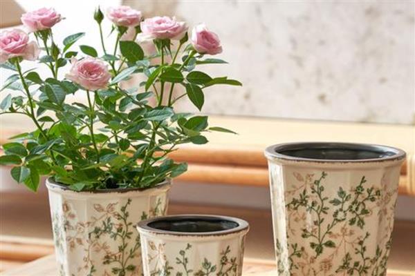 阳台种月季用多大加仑的盆,根据品种以及长势情况决定