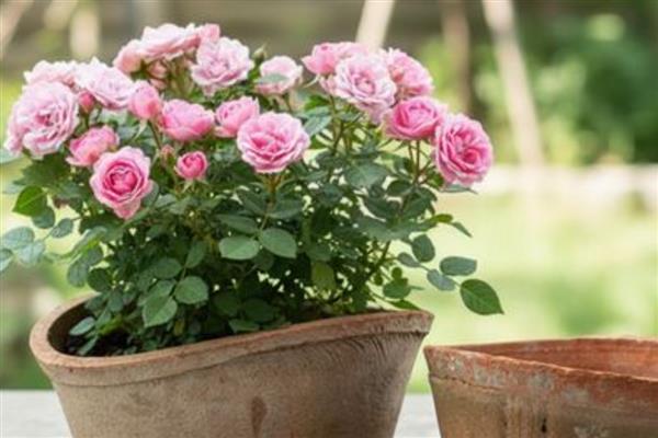 阳台种月季用多大加仑的盆,根据品种以及长势情况决定