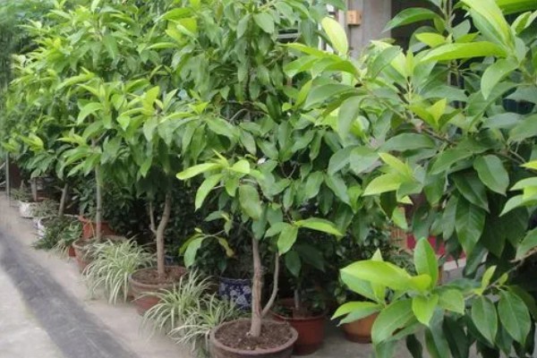 缅桂花怎么养殖，生长盛期每隔半个月追施一次复合肥