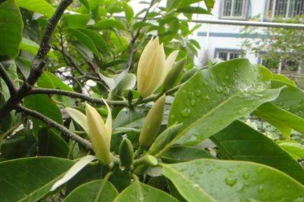 缅桂花怎么养殖，生长盛期每隔半个月追施一次复合肥