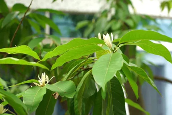 缅桂花怎么养殖，生长盛期每隔半个月追施一次复合肥