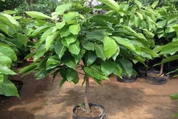 缅桂花怎么养殖，生长盛期每隔半个月追施一次复合肥