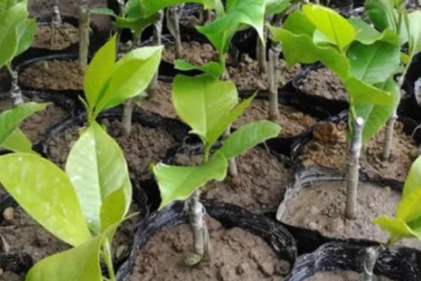 缅桂花怎么养殖，生长盛期每隔半个月追施一次复合肥