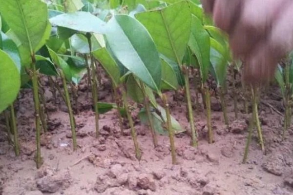 缅桂花怎么养殖，生长盛期每隔半个月追施一次复合肥