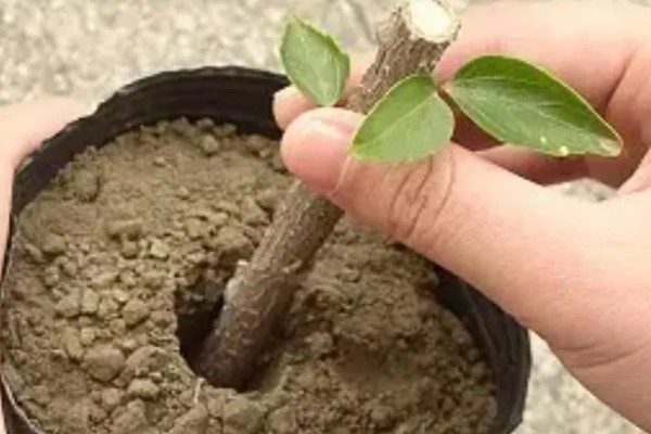 缅桂花怎么养殖，生长盛期每隔半个月追施一次复合肥