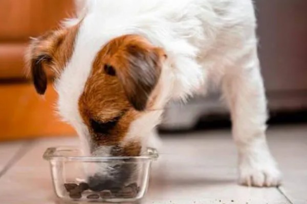 早晨空腹喝蜂蜜水好不好,对胃肠健康极为不利