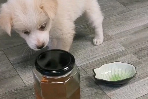 早晨空腹喝蜂蜜水好不好,对胃肠健康极为不利