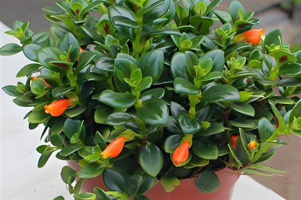 金鱼吊兰的浇水方法,秋季每隔5天左右浇一次
