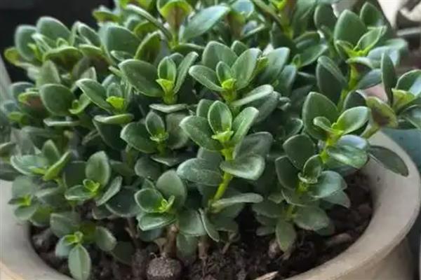 金鱼吊兰的浇水方法,秋季每隔5天左右浇一次