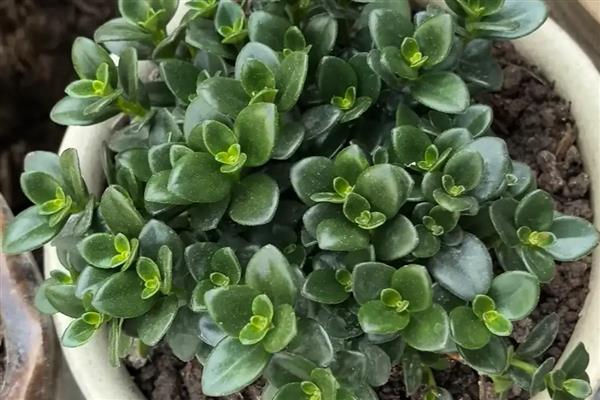 金鱼吊兰的浇水方法,秋季每隔5天左右浇一次