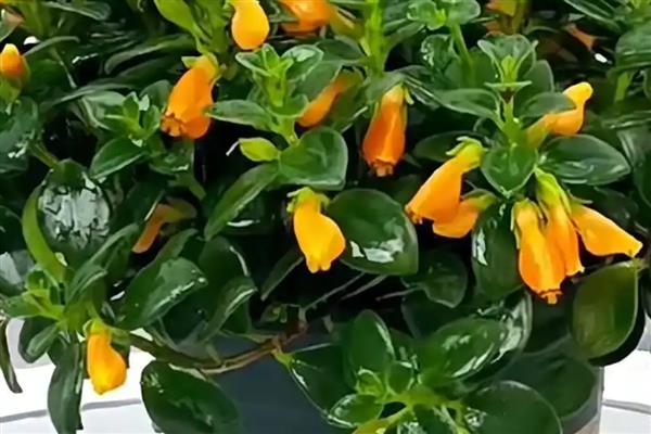 金鱼吊兰的浇水方法,秋季每隔5天左右浇一次