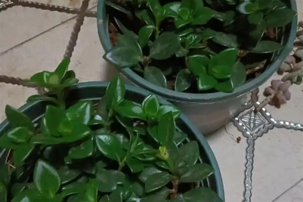 金鱼吊兰的浇水方法,秋季每隔5天左右浇一次