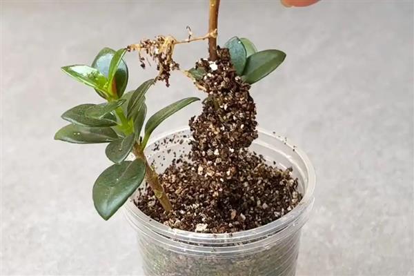 金鱼吊兰的浇水方法,秋季每隔5天左右浇一次