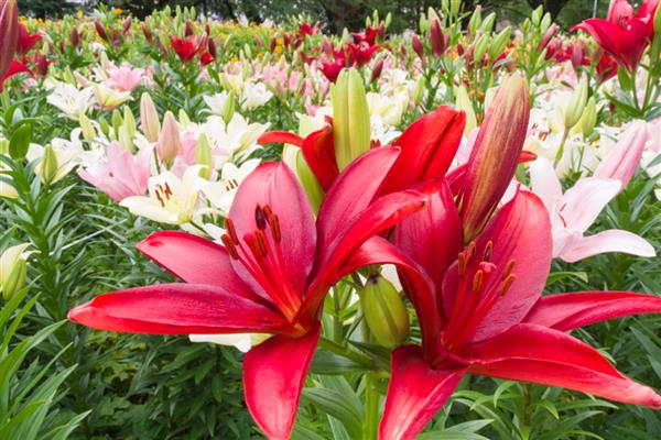 百合花的花苞与什么相似，看起来像一个小型喇叭